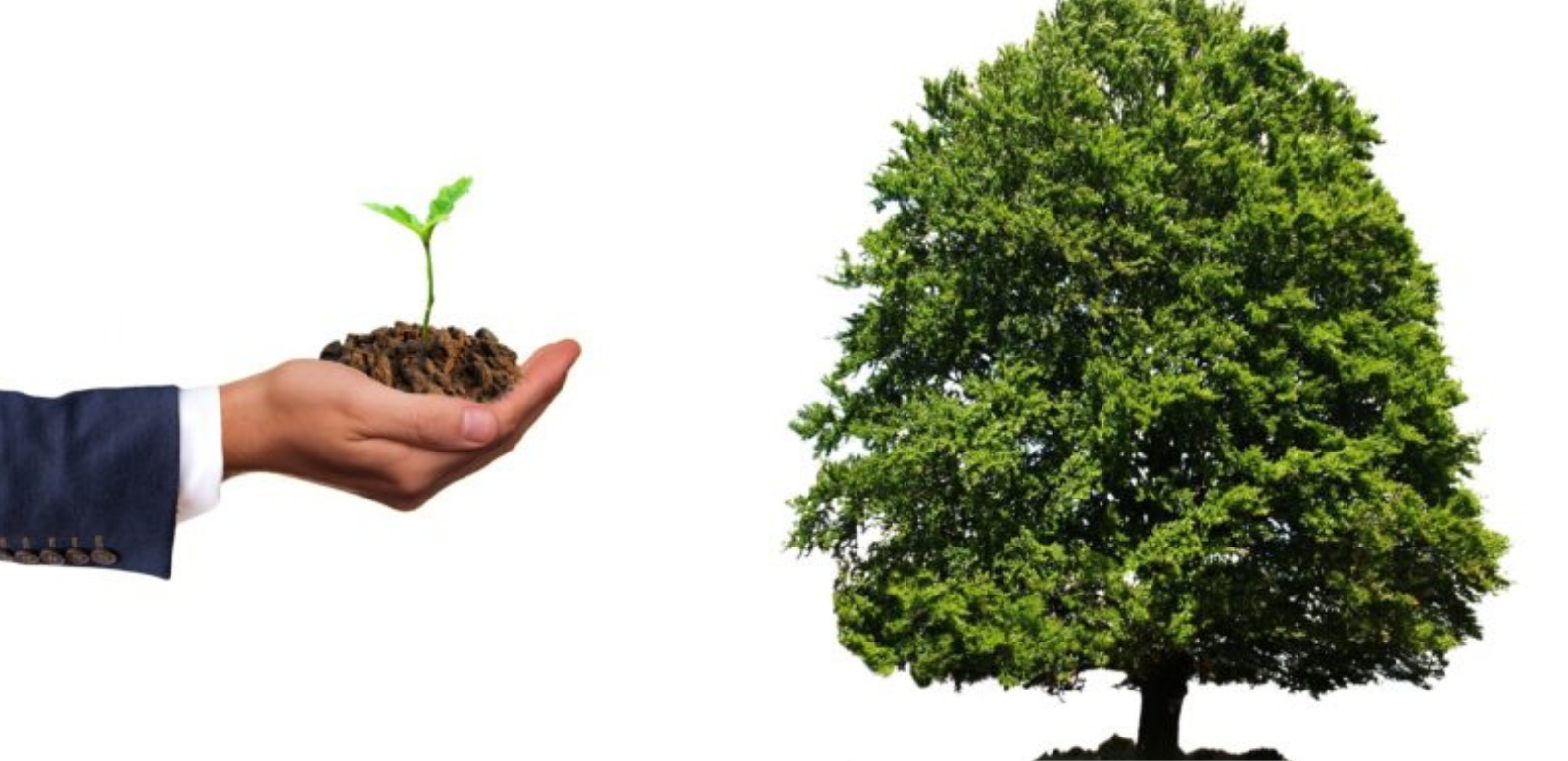 main d'un homme tenant une plante et un arbre 